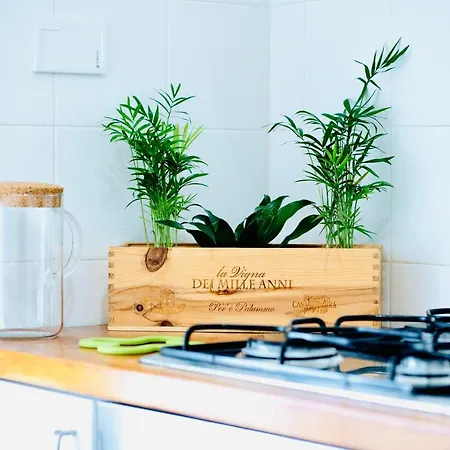 Plant House Roma San Paolo-2
